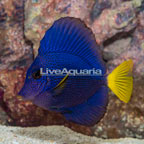 Purple Tang [Blemish] (click for more detail)