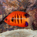 Flame Angelfish (click for more detail)