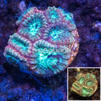 LiveAquaria® Cultured Goniastrea Coral (click for more detail)