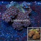 Zoanthus Coral Vietnam (click for more detail)