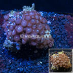 Zoanthus Coral Vietnam (click for more detail)