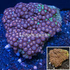 Zoanthus Coral Vietnam (click for more detail)