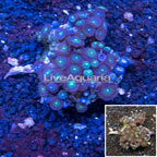 Zoanthus Coral African (click for more detail)