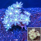 Palm Tree Coral Indonesia (click for more detail)