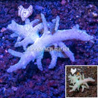 Sinularia Leather Coral Vietnam (click for more detail)