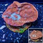 Ultra Chalice Coral Indonesia (click for more detail)