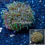 Torch Coral Indonesia (click for more detail)