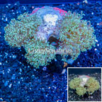 Frogspawn Coral Indonesia (click for more detail)