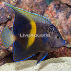 Maculosus Angelfish (click for more detail)
