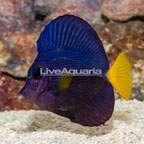 Purple Tang [Blemish] (click for more detail)