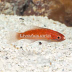 Red-Fin Fairy Wrasse (click for more detail)