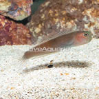 Bicolor Blenny (click for more detail)