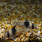 Black Diamond Cory Catfish (Pair) (click for more detail)