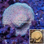 LiveAquaria® Cultured Orange/Gold Psammocora Coral (click for more detail)