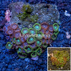 Zoanthus Coral Vietnam (click for more detail)