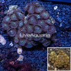 Zoanthus Coral Vietnam (click for more detail)