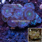 Zoanthus Coral Vietnam (click for more detail)