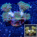 Frogspawn Coral Indonesia (click for more detail)