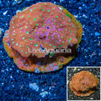 Ultra Chalice Coral Indonesia (click for more detail)