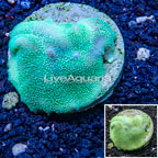Rhodactis Mushroom Coral Indonesia (click for more detail)