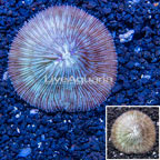 Short Tentacle Plate Coral Australia (click for more detail)
