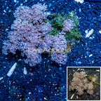 Xenia Coral Indonesia (click for more detail)