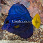 Purple Tang [Blemish] (click for more detail)