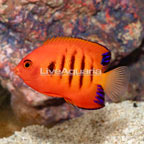 Flame Angelfish (click for more detail)