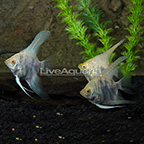 Albino Marble Angelfish (G3) (click for more detail)