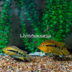 Rainbow Cichlid, Pair (click for more detail)