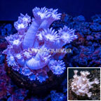 LiveAquaria® Cultured Goniopora Coral (click for more detail)