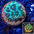 LiveAquaria® Cultured Ultra Galaxea Coral (click for more detail)