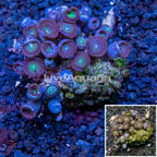 Zoanthus Coral Tonga (click for more detail)