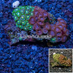 Zoanthus Coral  (click for more detail)