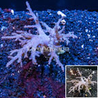 Sinularia Leather Coral Tonga (click for more detail)