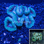 Lobophyllia Coral Indonesia (click for more detail)
