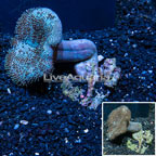 Toadstool Mushroom Leather Coral Indonesia (click for more detail)