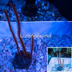 Yellow Polyp Red Sea Fan  (click for more detail)