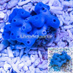 Blue Sponge EXPERT ONLY (click for more detail)