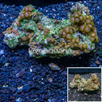 Zoanthus Coral Vietnam (click for more detail)