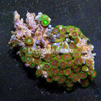 Wham'n Watermelon and Radioactive Dragon Eye Colony Polyp Rock Zoanthus Indonesia IM (click for more detail)