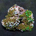 Wham'n Watermelon and Radioactive Dragon Eye Colony Polyp Rock Zoanthus Indonesia IM (click for more detail)