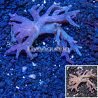 Sinularia Leather Coral Indonesia (click for more detail)