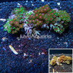 Colony Polyp Rock Zoanthus Tonga (click for more detail)