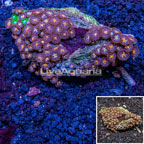 Zoanthus Coral Vietnam (click for more detail)