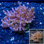 Tree Coral Indonesia (click for more detail)