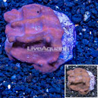 Blue Ridge Coral Indonesia (click for more detail)