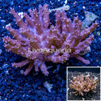 Tree Coral Indonesia (click for more detail)