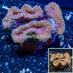 Lobed Brain Coral Indonesia (click for more detail)