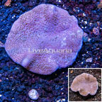 Toadstool Mushroom Leather Coral Vietnam (click for more detail)